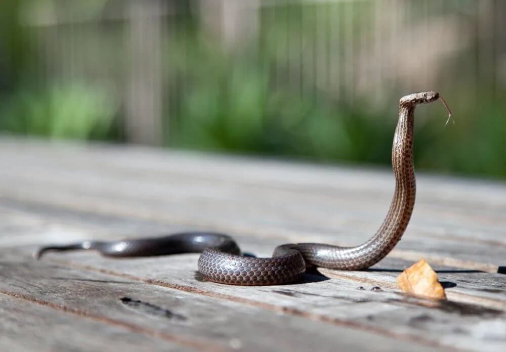 Here are a few additional tips to protect yourself from snake bites