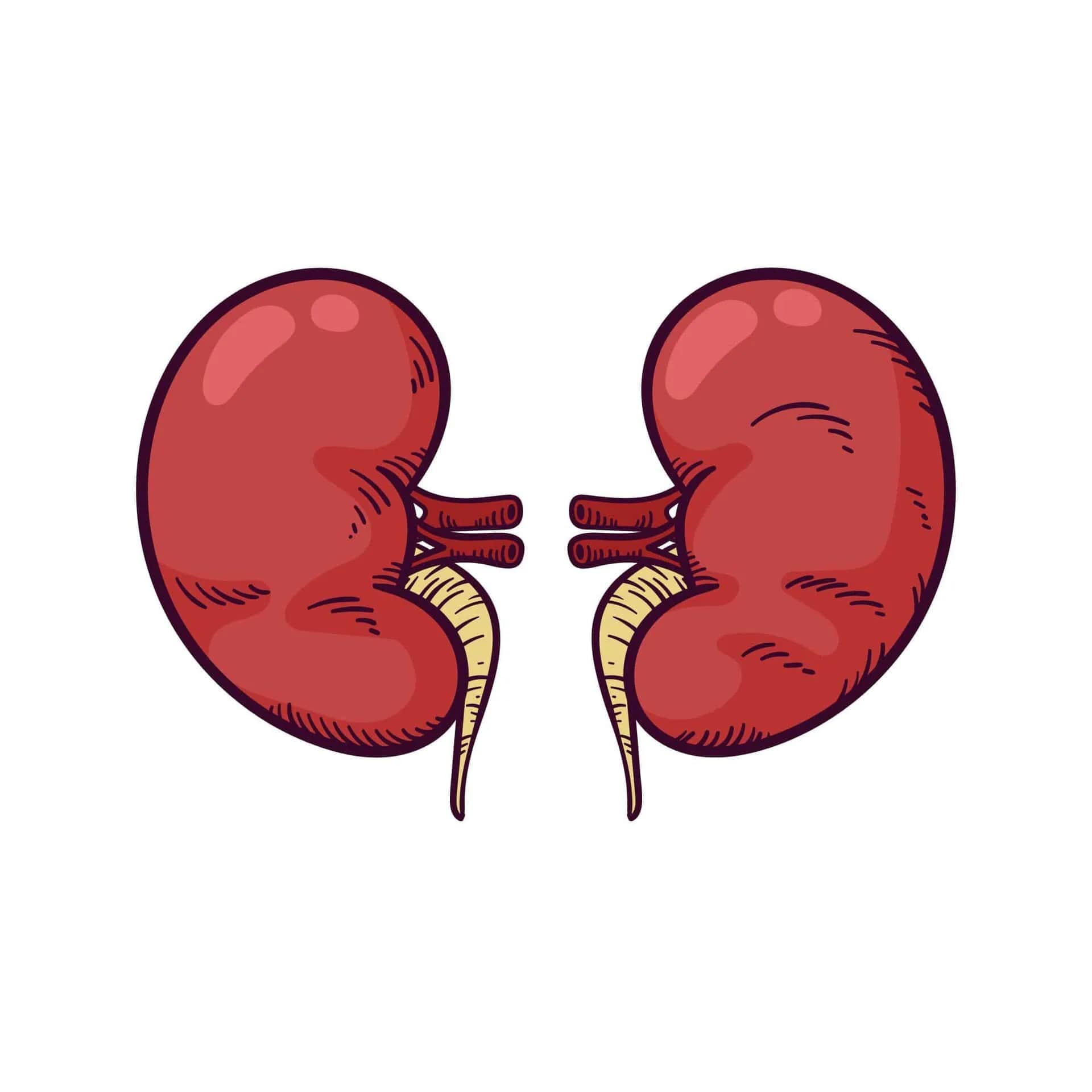Advancing Kidney Health: Transforming Innovative Concepts into Practical Solutions