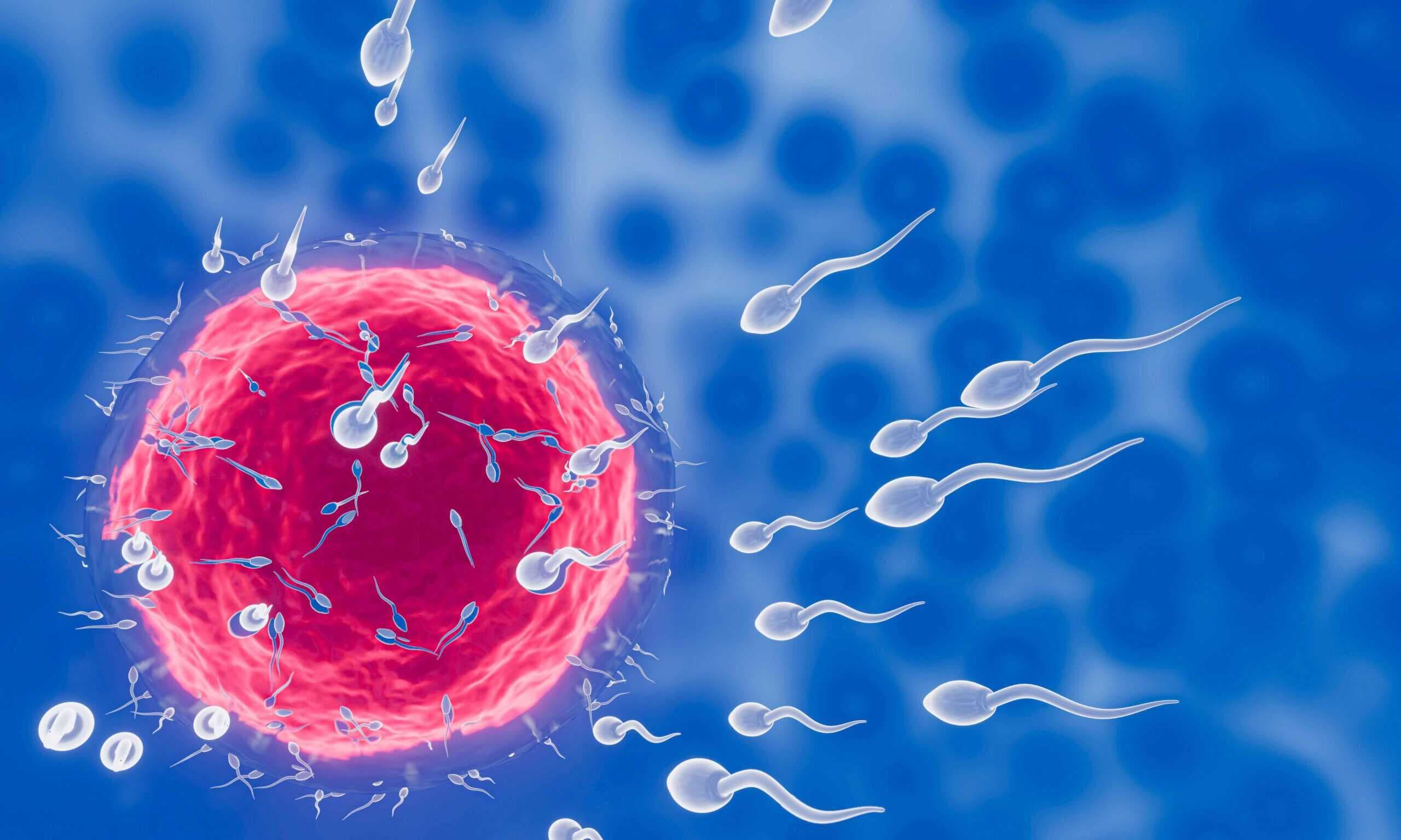Defective Sperm and Pregnancy Complications: Understanding the Connection and Its Impact
